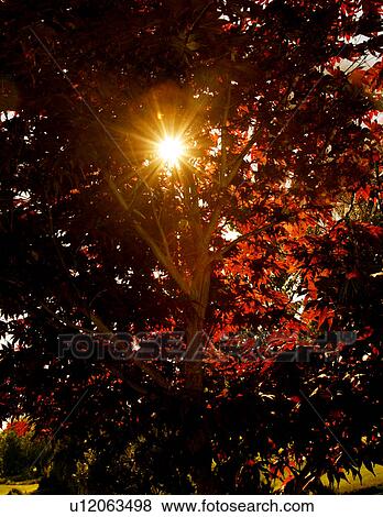 Sun shining through autumn leaves View Large Photo Image Stock Photo - Sun shining through autumn leaves. Fotosearch