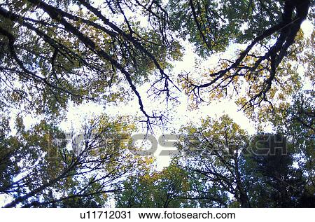 Sun shining through tree tops View Large Photo Image Stock Image - Sun shining through tree tops. Fotosearch
