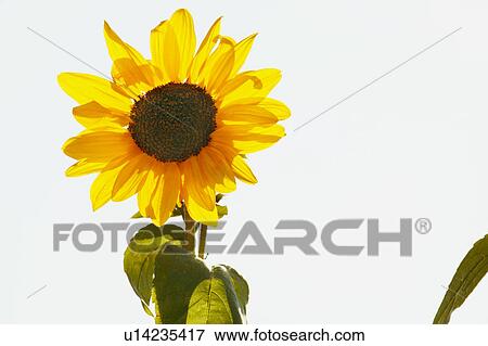 Sunflower View Large Photo Image Stock Photo - Sunflower. Fotosearch