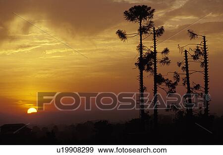 Sunset with plants in foreground View Large Photo Image Stock Photo - Sunset with plants in foreground. Fotosearch