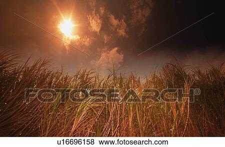Stock Photo - Tall grasses against a dark sun. Fotosearch