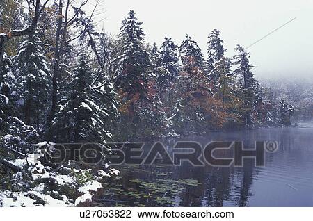 Stock Image - Tall pines by a lake. Fotosearch
