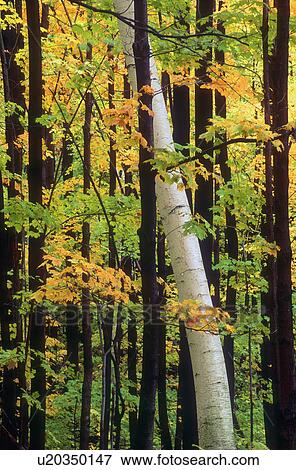 Stock Photo - Tall trees in a forest. Fotosearch