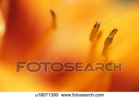 Stock Image - The inside of a flower. Fotosearch