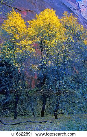 Three thin autumnal trees in front of rock cliff View Large Photo Image Stock Image - Three thin autumnal trees in front of rock cliff. Fotosearch