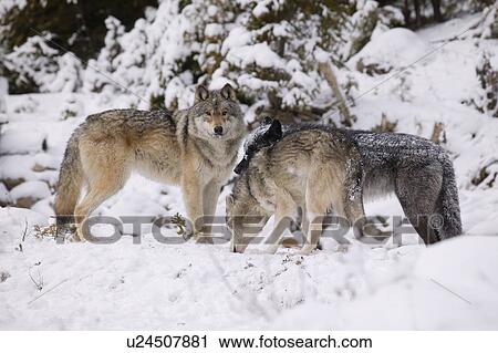 Three wolves in the snow View Large Photo Image Stock Image - Three wolves in the snow. Fotosearch