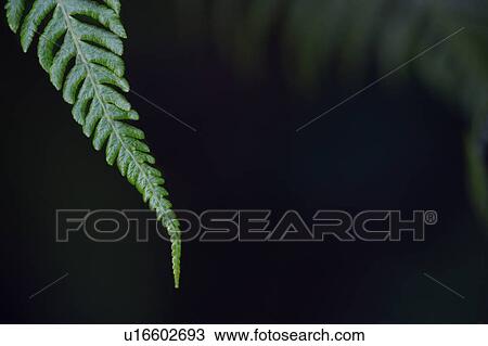 Tip of a fern frond View Large Photo Image Stock Image - Tip of a fern frond. Fotosearch