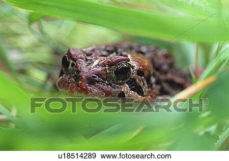 Stock Photo - Toad in grass and weeds. Fotosearch