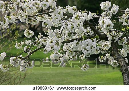 Stock Photo - Tree bearing heavy blossom. Fotosearch