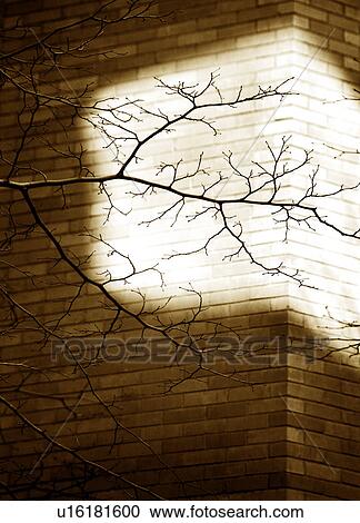 Stock Image - Tree branch against lit brick wall. Fotosearch