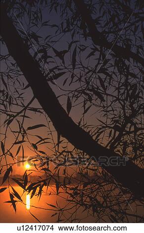 Tree branches silhouetted against a sunset over a lake View Large Photo Image Picture - Tree branches silhouetted against a sunset over a lake. Fotosearch