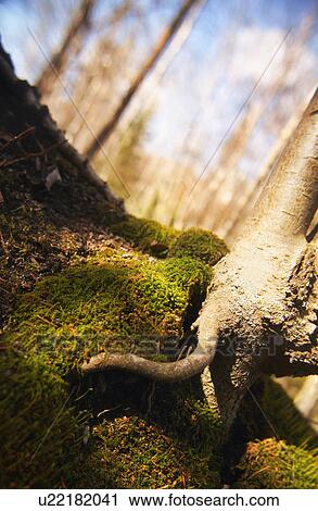 Tree root View Large Photo Image Stock Image - Tree root. Fotosearch