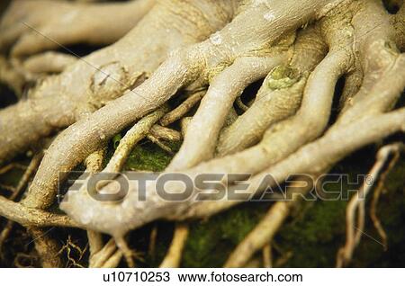 Stock Image - Tree roots. Fotosearch