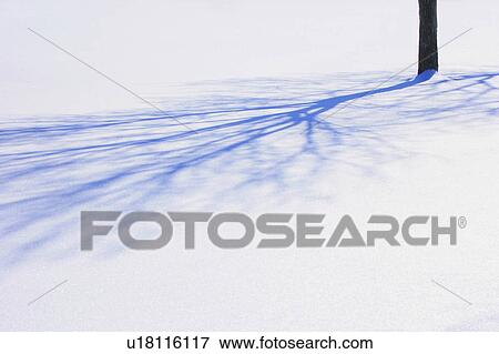 Tree shadow View Large Photo Image Stock Photo - Tree shadow. Fotosearch