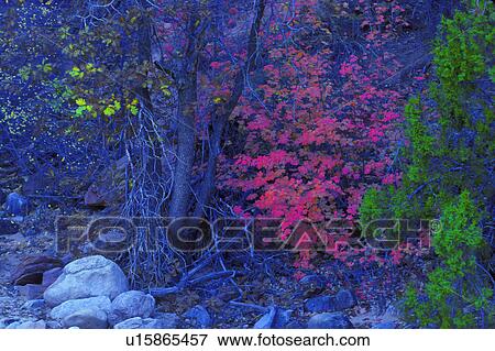 Tree with multicolored leaves and flowers View Large Photo Image Stock Photo - Tree with multicolored leaves and flowers. Fotosearch