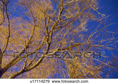 Tree with yellow glow View Large Photo Image Stock Photo - Tree with yellow glow. Fotosearch