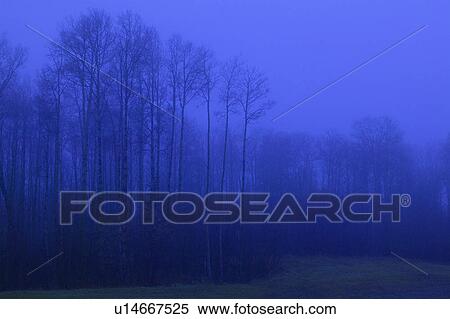 Trees in fog View Large Photo Image Stock Photography - Trees in fog. Fotosearch