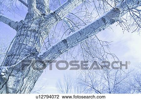 Trees in winter View Large Photo Image Stock Image - Trees in winter. Fotosearch