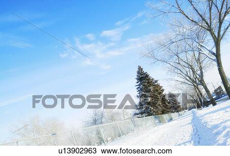 Stock Image - Trees in winter. Fotosearch
