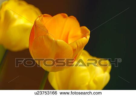 Tulips View Large Photo Image Stock Photograph - Tulips. Fotosearch
