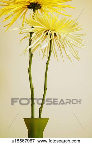 Two flowers together View Large Photo Image Stock Photo - Two flowers together. Fotosearch