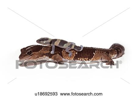 Two reptiles View Large Photo Image Stock Image - Two reptiles. Fotosearch