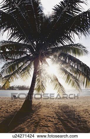 View of ocean and beach through palm tree leafs View Large Photo Image Picture - View of ocean and beach through palm tree leafs. Fotosearch