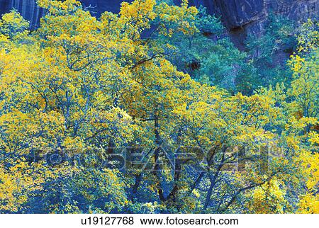 Vivid autumnal trees View Large Photo Image Stock Photo - Vivid autumnal trees. Fotosearch