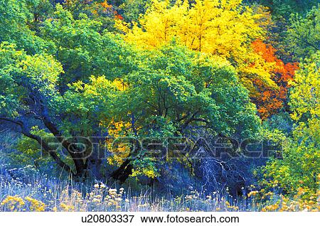 Stock Photo - Vivid trees on edge of field in autumn. Fotosearch