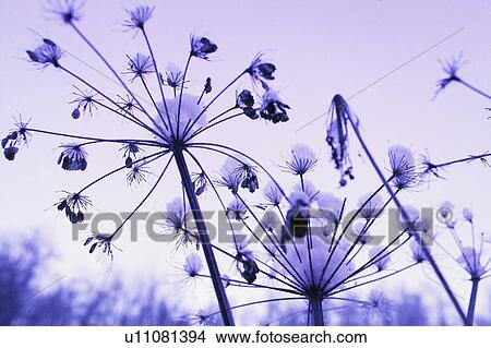 Picture - Weeds. Fotosearch