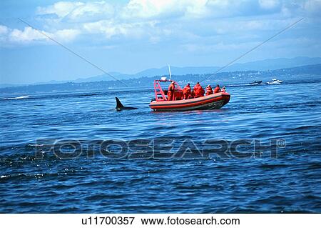 Whale watching tour looking at orca View Large Photo Image Stock Photo - Whale watching tour looking at orca. Fotosearch
