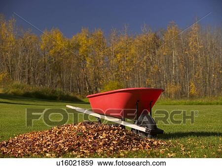 Wheel barrel beside pile of leaves View Large Photo Image Stock Photo - Wheel barrel beside pile of leaves. Fotosearch