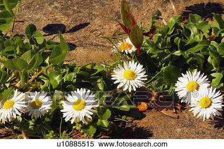White daisies View Large Photo Image Stock Photography - White daisies. Fotosearch
