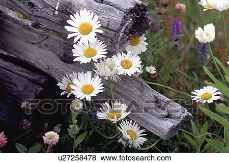 Stock Photo - Wild flowers. Fotosearch