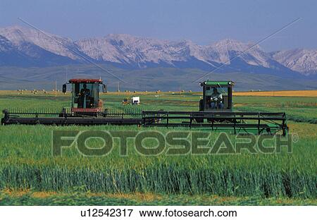 Windrowers cutting crop View Large Photo Image Stock Photo - Windrowers cutting crop. Fotosearch