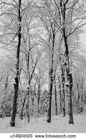 Winter wonderland View Large Photo Image Stock Image - Winter wonderland. Fotosearch