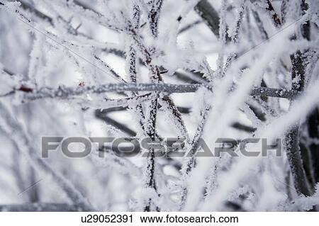 Wintry branches View Large Photo Image Stock Image - Wintry branches. Fotosearch