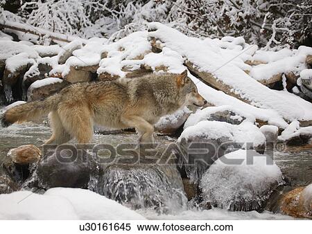 Wolf crossing river View Large Photo Image Stock Photography - Wolf crossing river. Fotosearch