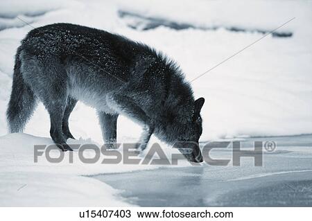 Stock Image - Wolf drinking from river. Fotosearch