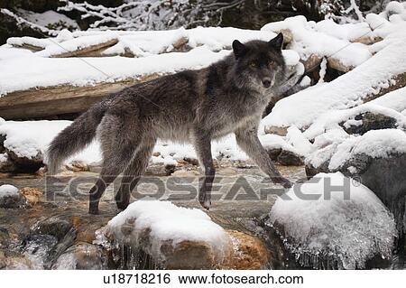 Wolf View Large Photo Image Stock Photograph - Wolf. Fotosearch