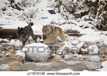 Wolves crossing a river View Large Photo Image Stock Photo - Wolves crossing a river. Fotosearch