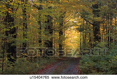 Stock Photography - Woodland path. Fotosearch