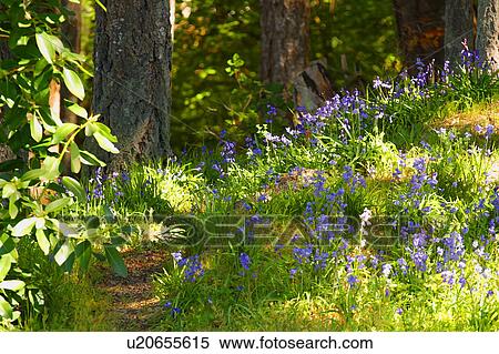 Stock Photography - Woodland path. Fotosearch