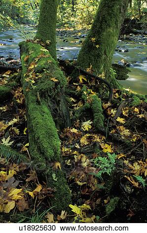 Woodland river View Large Photo Image Stock Image - Woodland river. Fotosearch