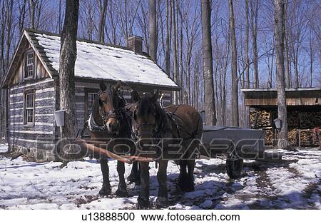 Working animals in the winter View Large Photo Image Stock Image - Working animals in the winter. Fotosearch