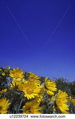 Picture - Yellow flowers from bug's eye view. Fotosearch