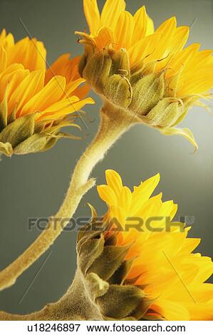 Stock Photo - Yellow flowers. Fotosearch