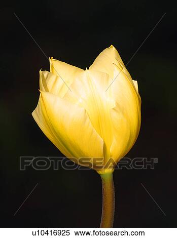 Yellow tulip View Large Photo Image Stock Photography - Yellow tulip. Fotosearch
