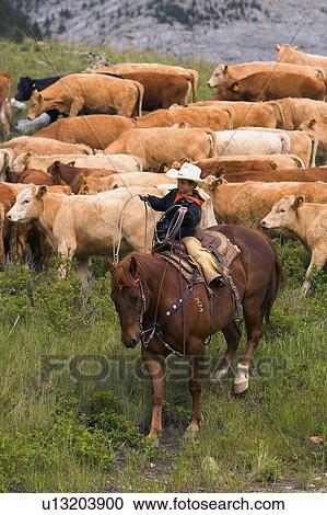 Stock Image - Young cowboy helping with the round up Southern Alberta Canada. Fotosearch