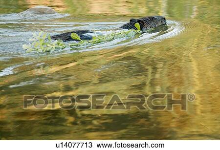 A beaver swimming View Large Photo Image Stock Image - A beaver swimming. Fotosearch